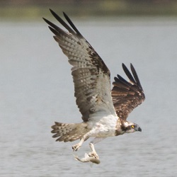 Gambia Birding - Owl